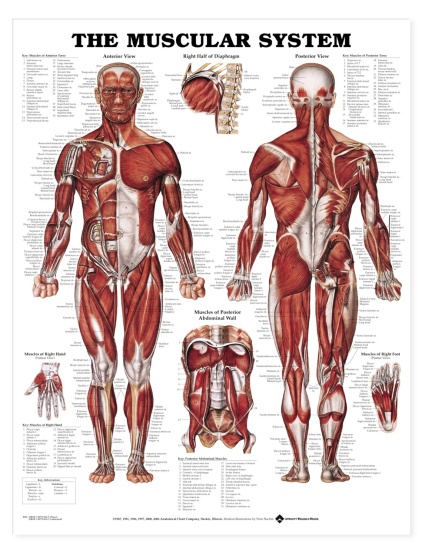 img_img_9781587790355_muscular_system_chart_muscle_poster.jpg